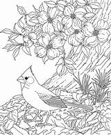 Coloring Beautiful Bird Cardinal Blooming Between Flowers Print Button Through Grab Feel Could Well Size sketch template