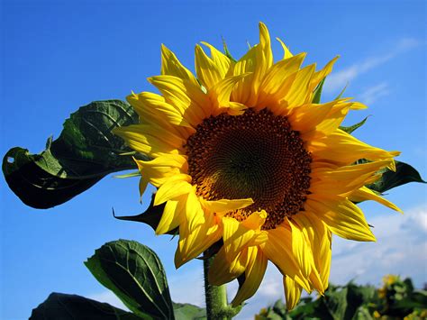 sonnenblume hintergrundbilder kostenlos sommer