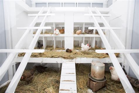 meet  modern chicken coop modern farmer