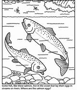 Salmon Coloring Sockeye Color Chinook Return Norton Creek Thank Template Popular sketch template
