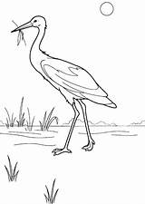 Heron Coloring Pages Coloringtop sketch template
