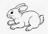 Coloring Pages Bunny Cute Baby Rabbit Bunnies Animal Cartoon Kids Drawing Books Printable Color Winter Print Easter Getcolorings Sheets sketch template