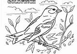 Goldfinch American Drawing Coloring Pages Print Top Getdrawings sketch template