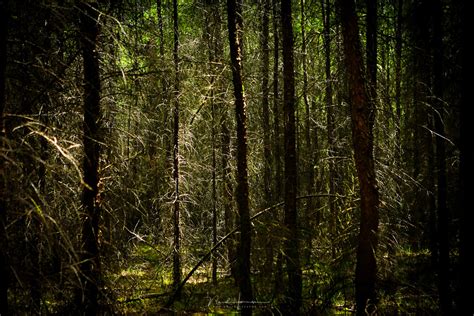 fotografeer een bos met een teleobjectief photofacts