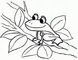 Coloring Pages Frog Frogs Printable Kids Color sketch template