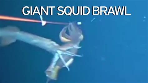 Giant Squid Brawl Captured On Camera Dropped 440ft Below The Sea S