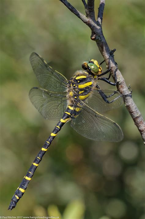 making    dragonfly week hampshire dragonflies