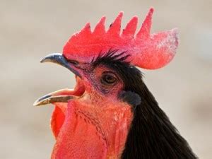 why do roosters make that noise earth earthsky