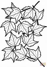 Coloring Leaves Maple Pages Autumn Printable Supercoloring Drawing Public sketch template