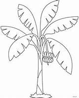 Coloring Pages Bananier Banana Dessin Un sketch template