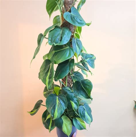 philodendron brasil sweetheart plant hanging plant feels  home