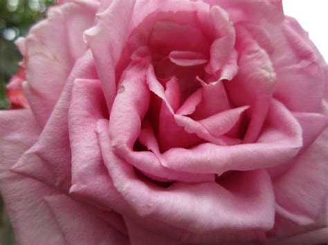 lilac rose lilac roses lilac rose