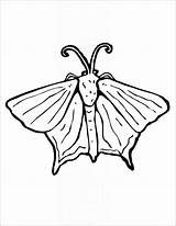 Moth Coloringbay sketch template