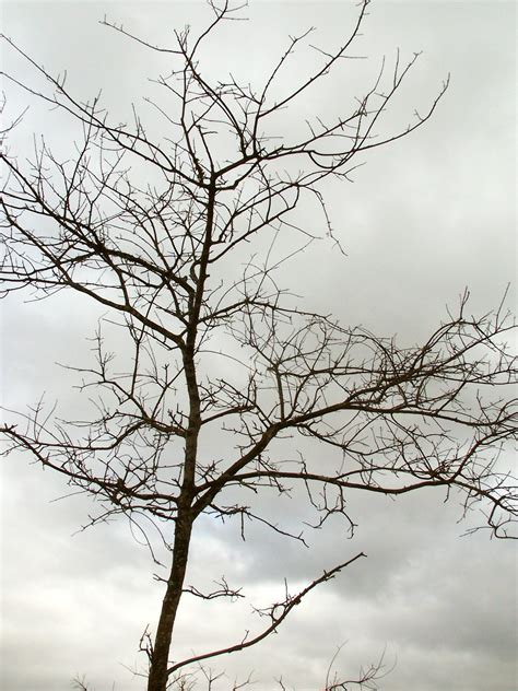 photo leafless tree andy arthurorg