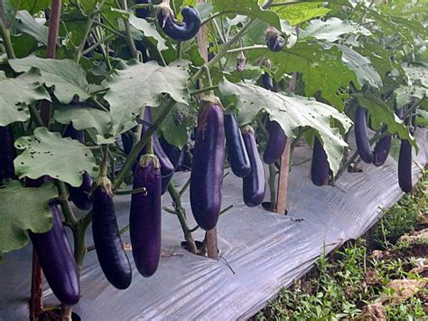 terlengkap  menanam terong ungu  berbuah cepat  lebat