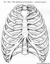 Cage Rib Drawing Human Thorax Anterior Skeleton Anatomy Bone Drawings Sketches sketch template