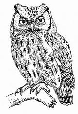 Coloring Screech Owl Pages Color Animals Animal Print Printable Back Sheet sketch template