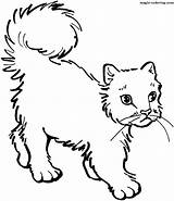 Cat Coloring Pages Cats Printable Colouring Cliparts Supercoloring Safety Children Colorir Desenhos Super Kids Color Magic Para Walk Learning Printables sketch template