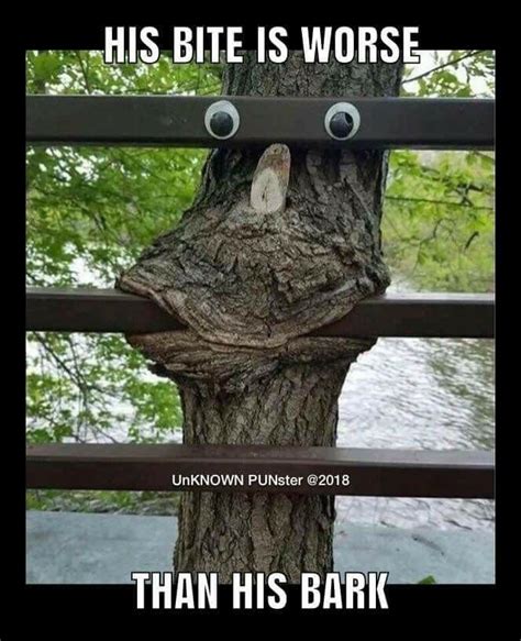 pin  owen   funny memes  cheesy puns tree puns  funny