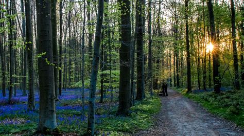 bluebell forest hallerbos  brussels belgium