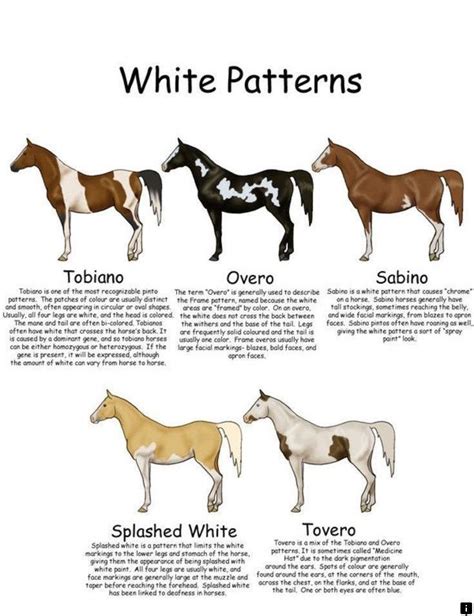 paint horse color patterns foreverandalwayspianotutorial