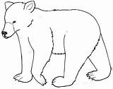 Bear Clipart Drawings Library Coloring Paws sketch template