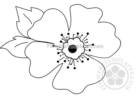poppy flower  printable flowers templates