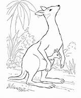 Kangaroo Australien Kangur Kolorowanki Colouring Ausmalbild Dzieci Coloringhome Bestcoloringpagesforkids Kangaroos Neugeborenes Geburt Letzte Q1 Designlooter sketch template