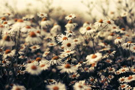 daisy field on tumblr
