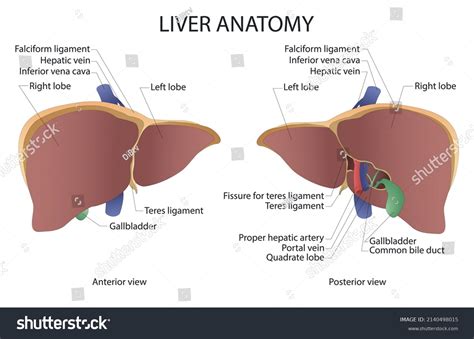 liver lobes images stock  vectors shutterstock