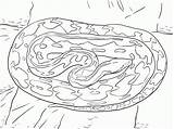 Pitone Anaconda Serpent Kleurplaat Reticulated Kleurplaten Colorier Popular Categorieën Printmania sketch template