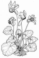 Cyclamen Poison Plants Drawing Persicum Coloring Plant Pages 塗り絵 Anbg Gov Au イラスト Wide Poisonous りえ Illustrations Australian Getdrawings Template sketch template