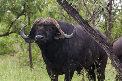 cape buffalo facts animals  africa worldatlas
