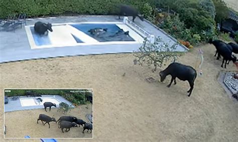 Moment Herd Of Escaped Water Buffalo Stampede Through Couples Garden