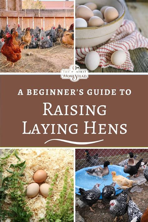 raising hens raising meat chickens raising ducks raising backyard