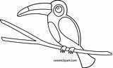 Toucan Clip Tucan Beak Sweetclipart Toco Pngwing Webstockreview sketch template