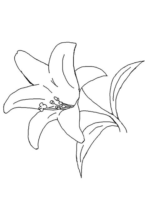 free printable lily coloring pages lily coloring pictures