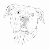Bulldog American Drawing Getdrawings sketch template