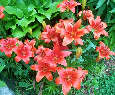 Crimson Pixie Asian Lily Lilium 1 Bulb ~~