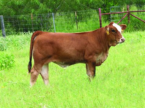 lot 11 lmc betm daniella 5d 59 simbrah show prospect cattle in motion cattle auctions
