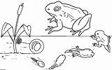 Tadpole Metamorphosis Frogs Tadpoles Printable Indexhtml Kaiser sketch template
