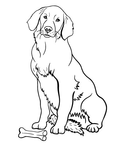 golden retriever coloring page dog coloring page puppy coloring