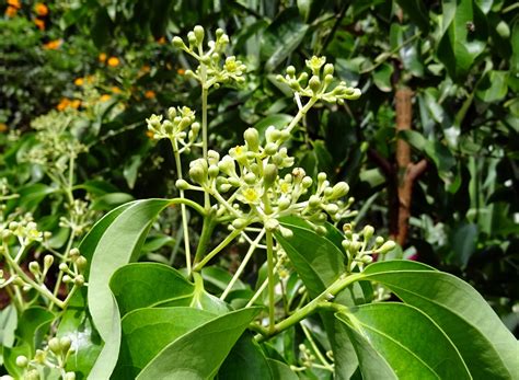 images tree flower food spice produce evergreen botany dharwad flora cinnamon