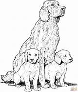 Coloring Lab Pages Yellow Puppy Bubakids Thousand Relation Internet Through Animal sketch template