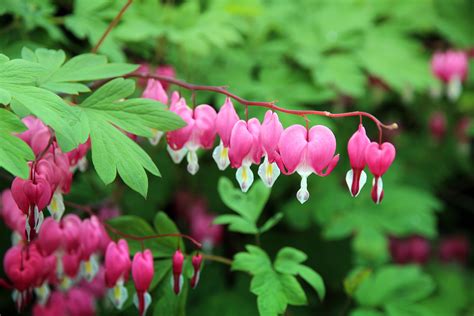 gebroken hartje dicentra spectabilis planten vaste planten tuin