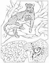 Coloring Leopard Pages Color Animal Back Print Animals sketch template