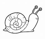 Snail Coloring Drawing Sea Book Realistic Vector Stock Children Pages Colour Printable Color Preview sketch template