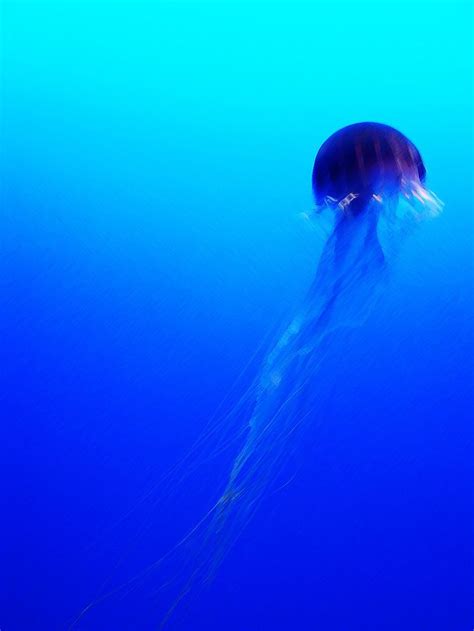 pin by dora cheatham on brilliant blues underwater world