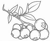 Fruits Cranberry Coloringonly sketch template