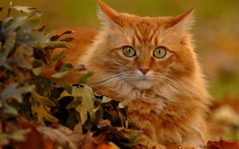 red cat  autumn leaves wallpapers  images wallpapers pictures